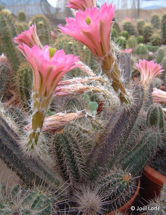 Echinocereus scheeri JLcoll.1265